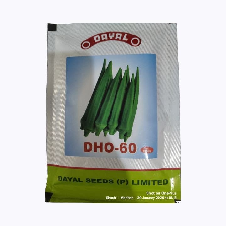 தயாள் DHO-60 கலப்பின ஓக்ரா (பிண்டி) விதைகள்
