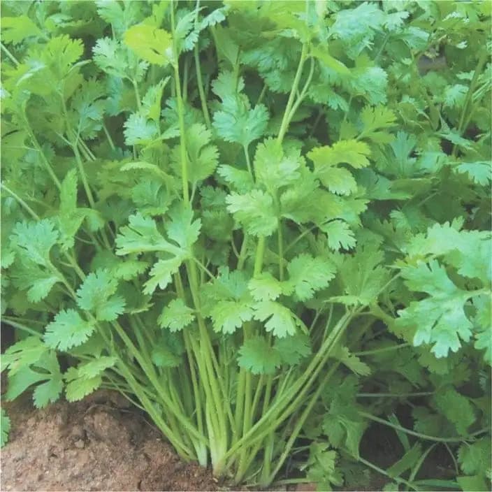 கோல்டன் ஹில்ஸ் கொத்தமல்லி கே-5 விதைகள்