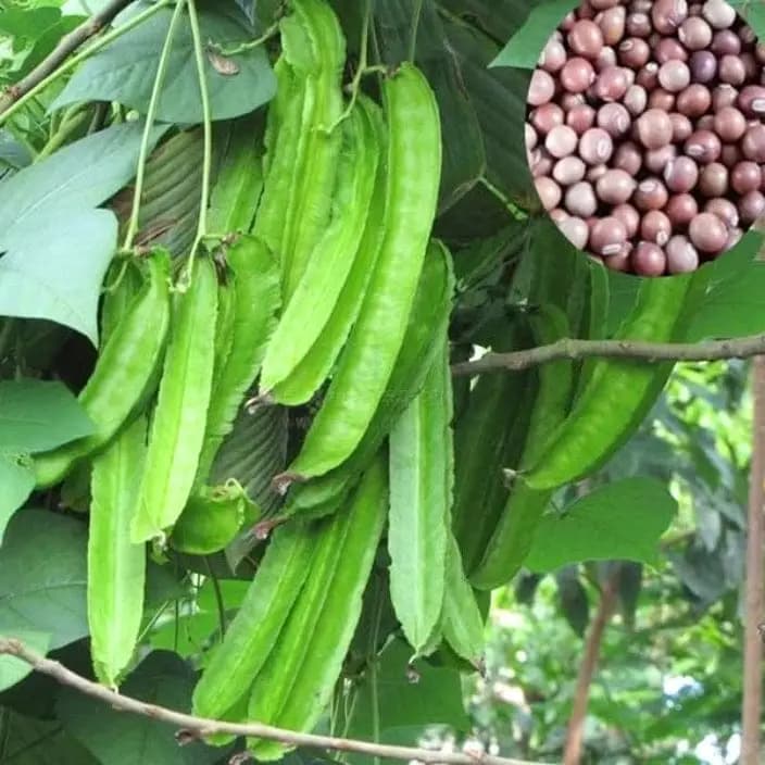 கோல்டன் ஹில்ஸ் சிறகு அவரை பச்சை விதைகள்