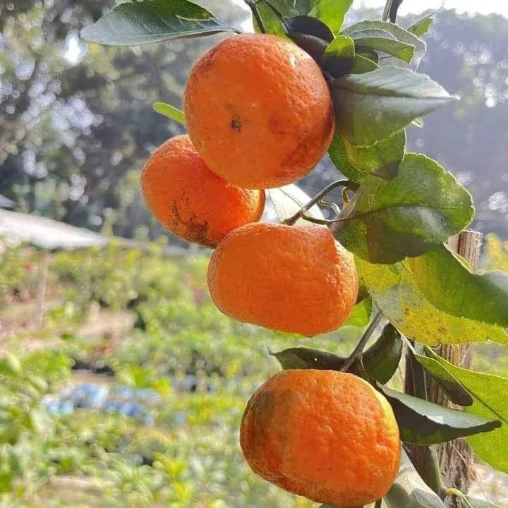 ஒட்டுக்கட்டப்பட்ட சடாக்கி ஆரஞ்சு செடி