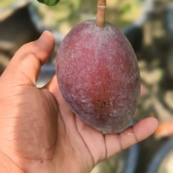 ஒட்டுக்கட்டப்பட்ட டாக் மாய் மாம்பழச் செடி