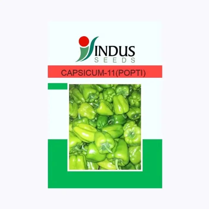 സിന്ധു 11 (പോപ്റ്റി) കാപ്സിക്കം വിത്തുകൾ