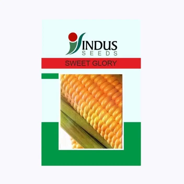 ഇൻഡസ് സ്വീറ്റ് ഗ്ലോറി കോൺ (ചോളം) വിത്തുകൾ