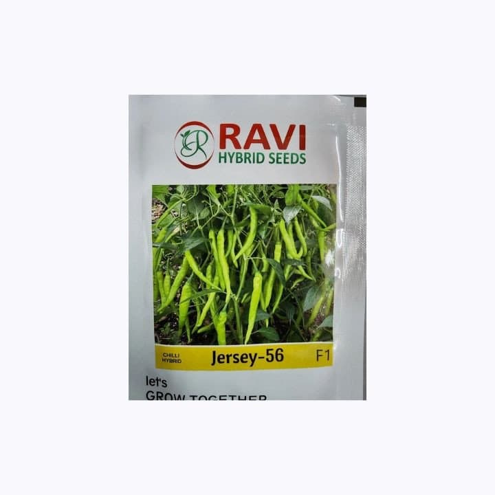 രവി ജേഴ്‌സി 56 F1 ഹൈബ്രിഡ് മുളക് വിത്തുകൾ
