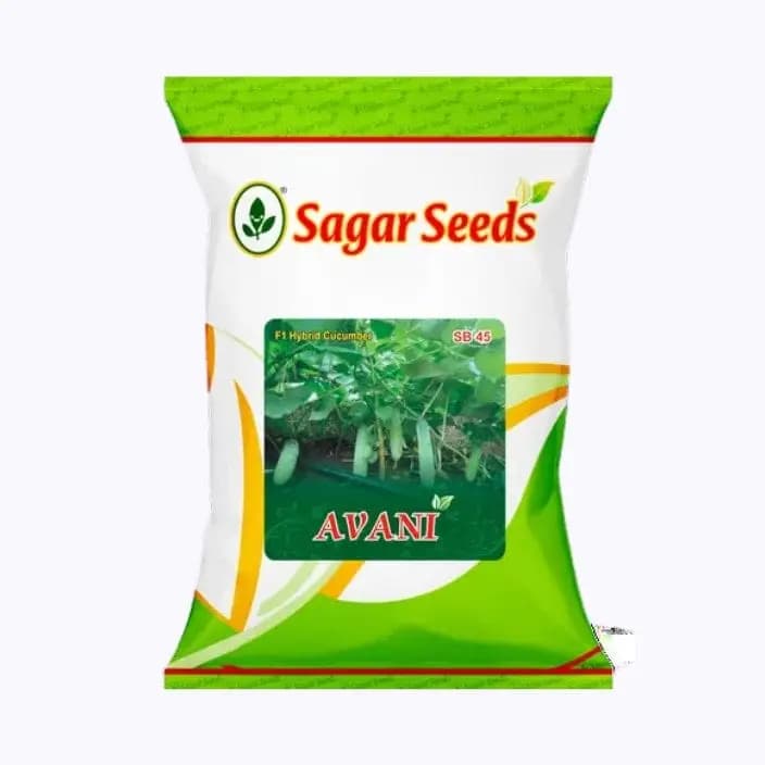 सागर अवनी काकडीच्या बिया