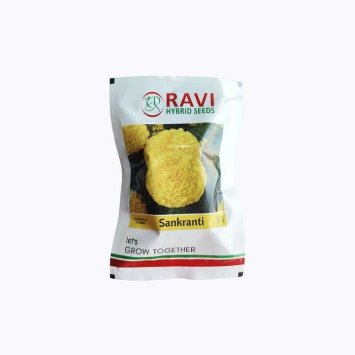 രവി സംക്രാന്തി F1 ഹൈബ്രിഡ് ജമന്തി വിത്തുകൾ