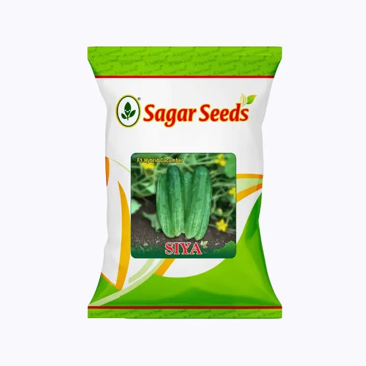 सागर सिया एफ1 खीरे के बीज
