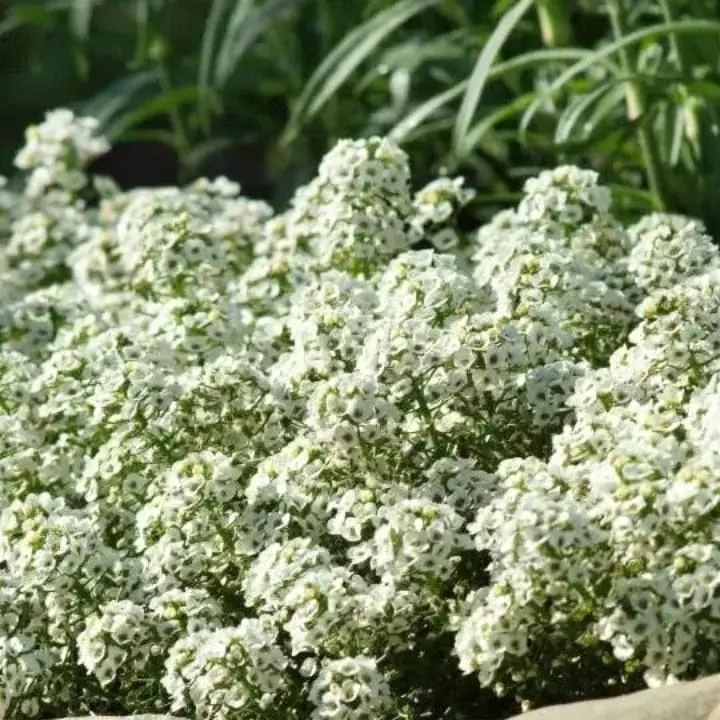 Golden Hills Alyssum White Flower Seeds