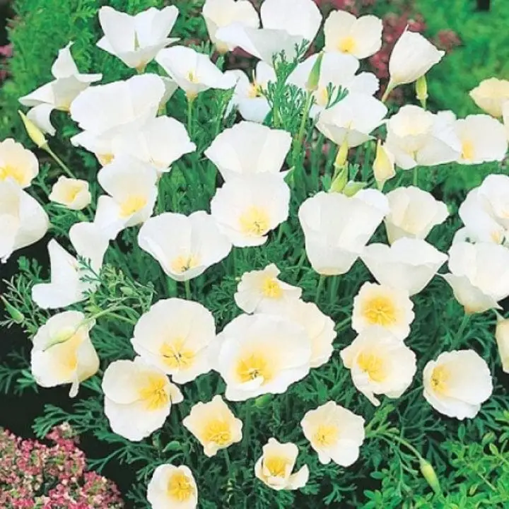 கோல்டன் ஹில்ஸ் கலிபோர்னியா பாப்பி வெள்ளை (எஸ்கோல்ட்சியா) மலர் விதைகள்
