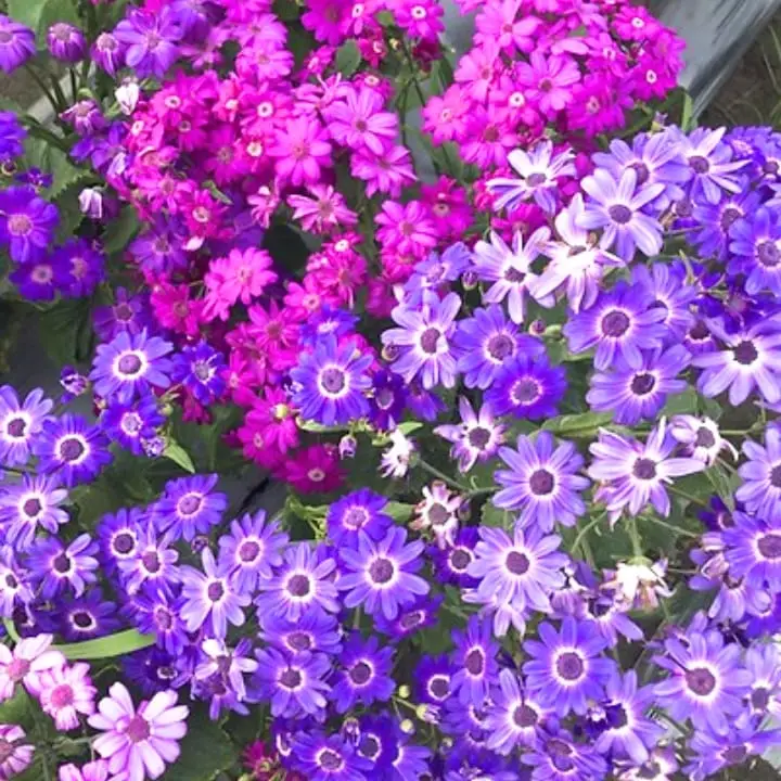 Golden Hills Cineraria Maritima Flowering ( Hansa Mixed) Seeds