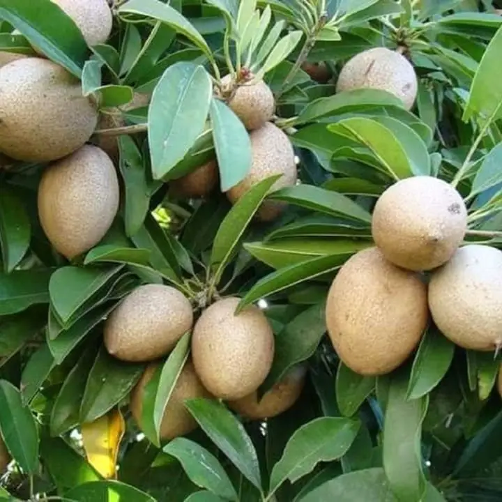 Plants