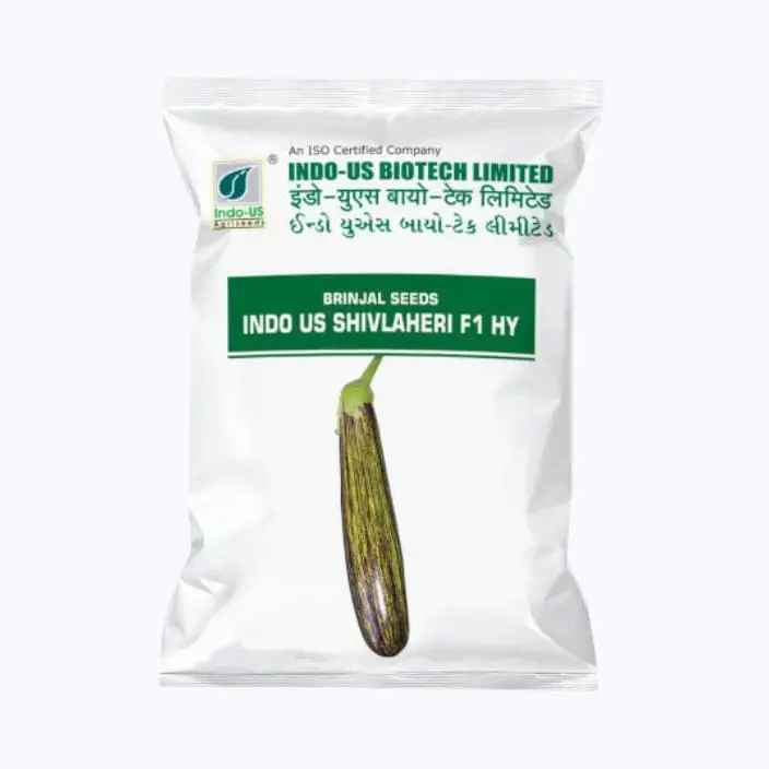Indo-Us Shivlaheri Brinjal Seeds