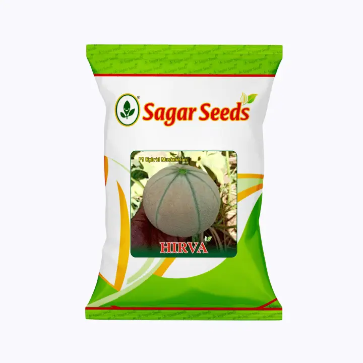 Sagar Hirva F1 Hybrid Muskmelon Seeds