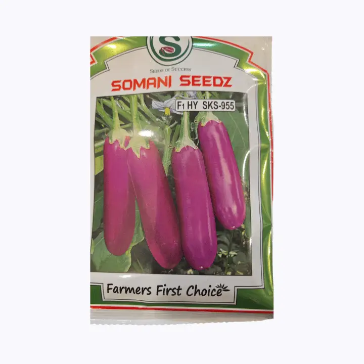 Somani SKS 955 F1 Hybrid Brinjal Seeds